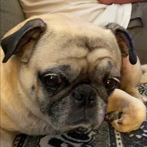 Meet your Posher, Leah - evans